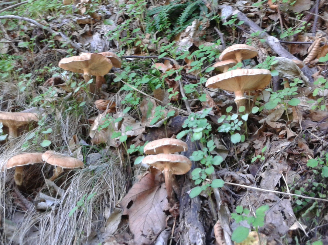 Rio Vitoschio-Apecchio必去景点