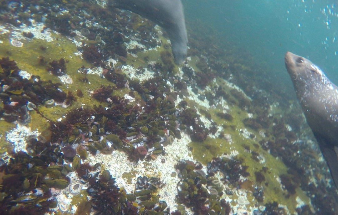 Animal Ocean Seal Snorkeling景点图片