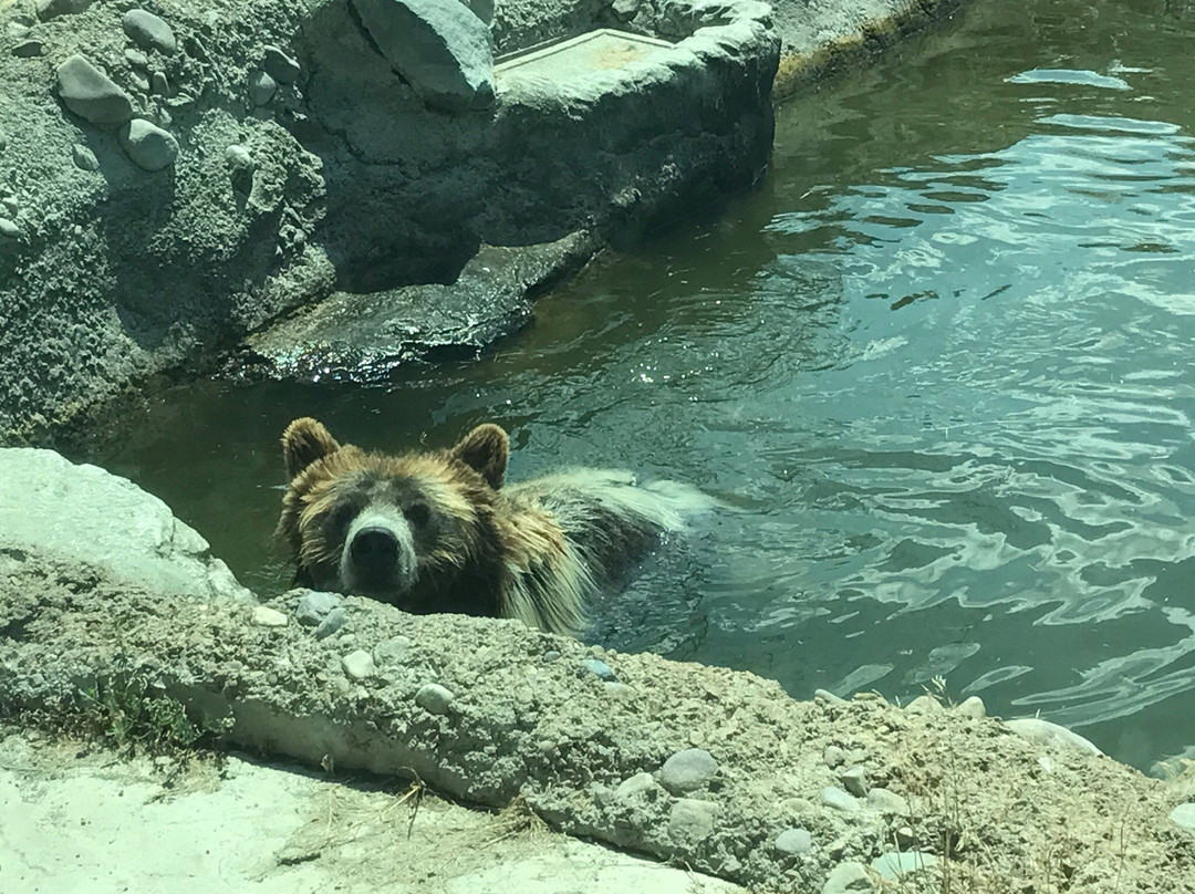 Zoo Idaho-波卡特洛必去景点