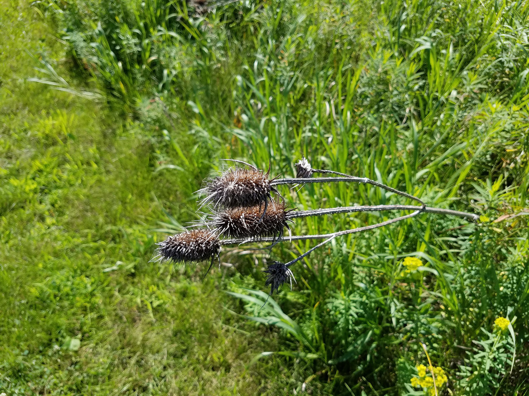 Lake Carina-Grayslake必去景点