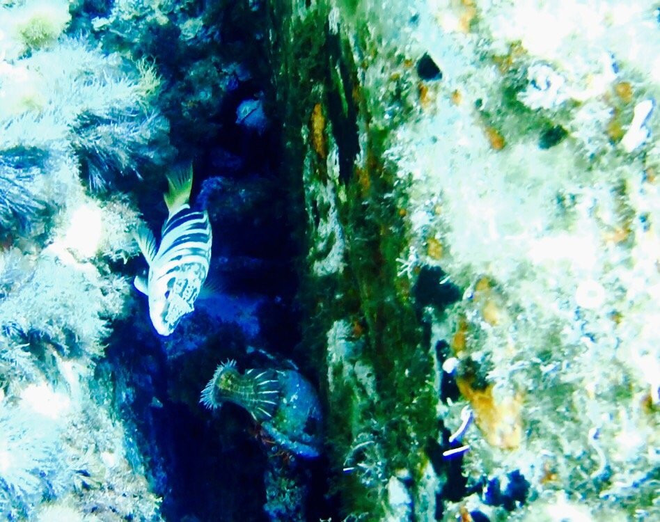 Max Shark Diving-Isola del Giglio必去景点