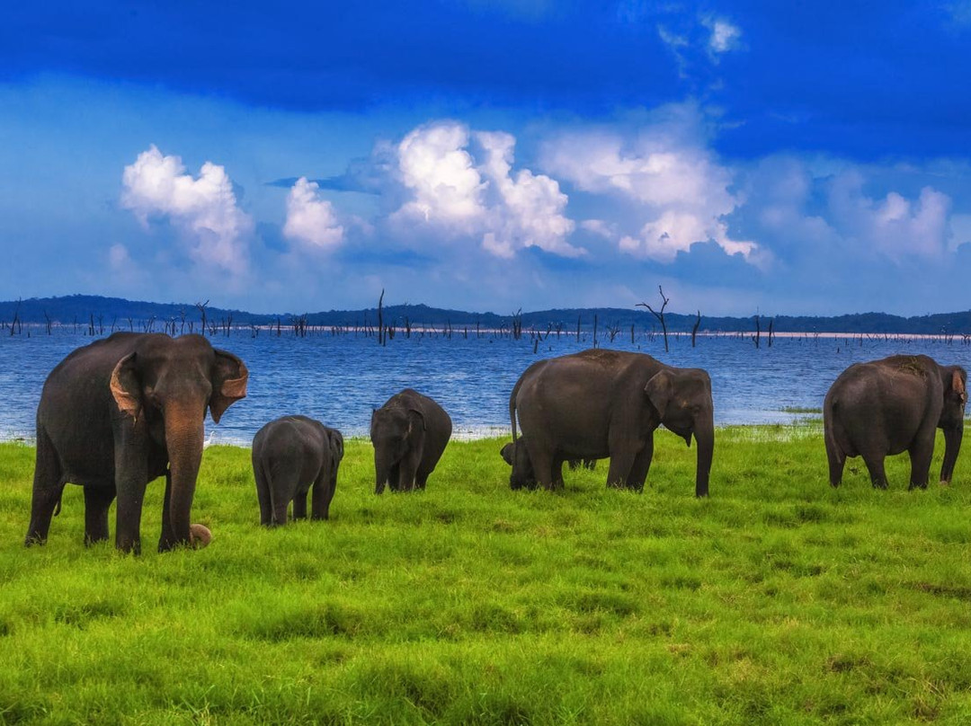 Tuk Tuk Wild Safari Tangalle-唐卡拉必去景点