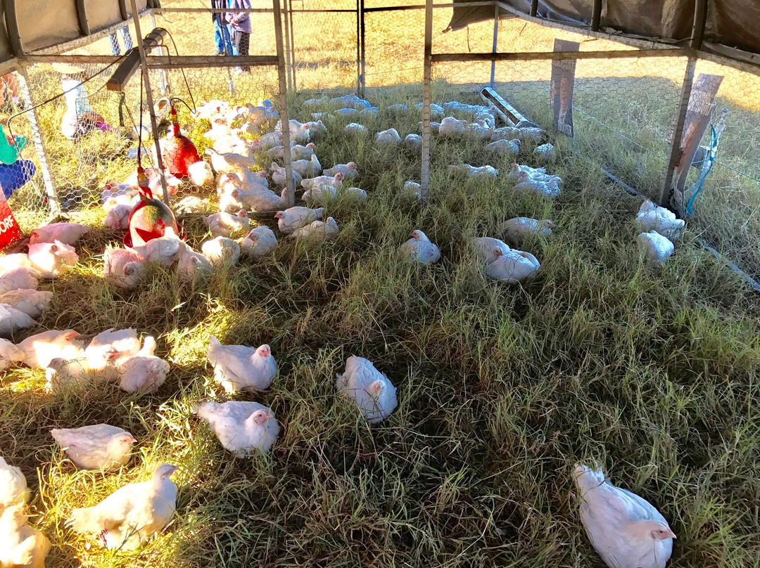 9Dorf Farms-Lilydale必去景点