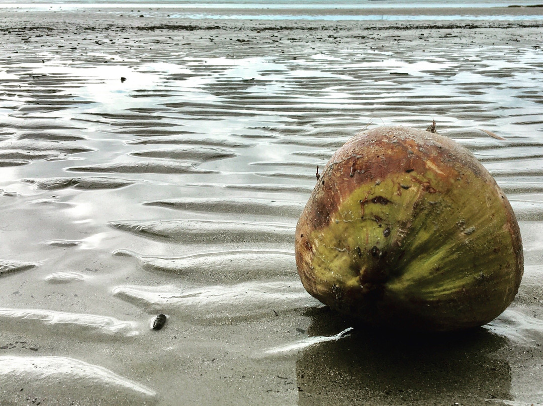 Cape Tribulation Beach景点图片