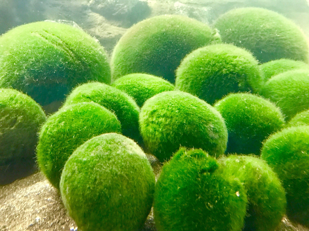Marimo Exhibition and Observation Center-钏路市必去景点
