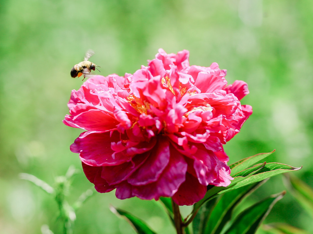 St. John Peony Farm景点图片