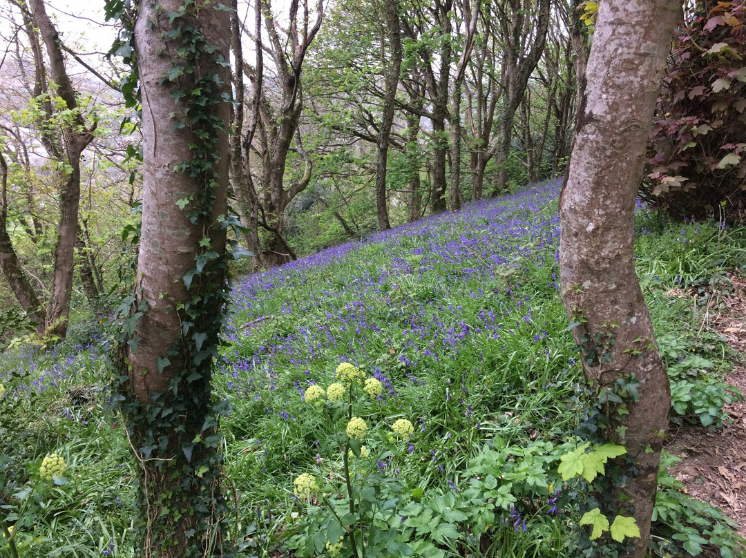 Salcombe Hill Walk-西德茅斯必去景点