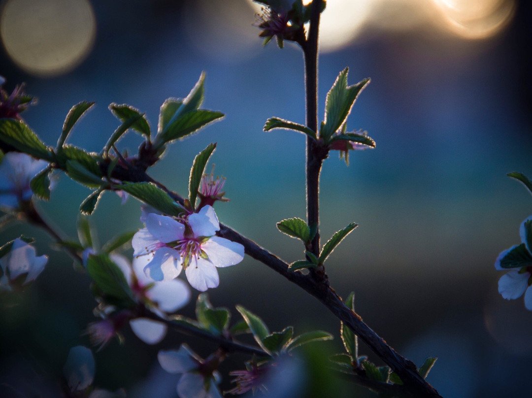 Kristin Repsher Photography-班夫必去景点