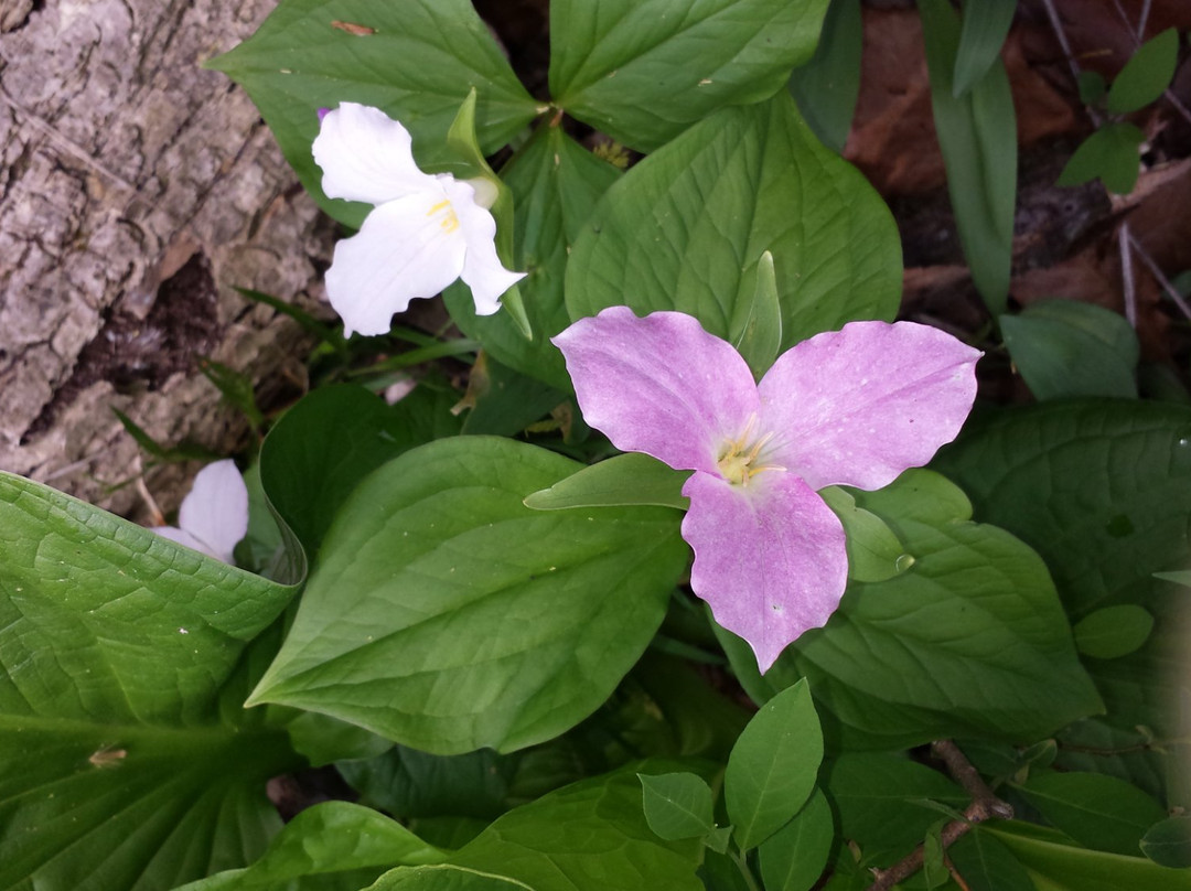 Cedar Bog State Nature Preserve-Urbana必去景点