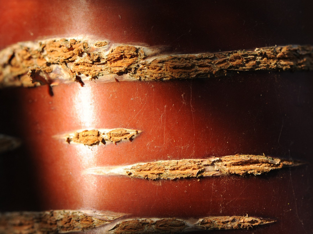 Arboretum National des Barres-Nogent-sur-Vernisson必去景点