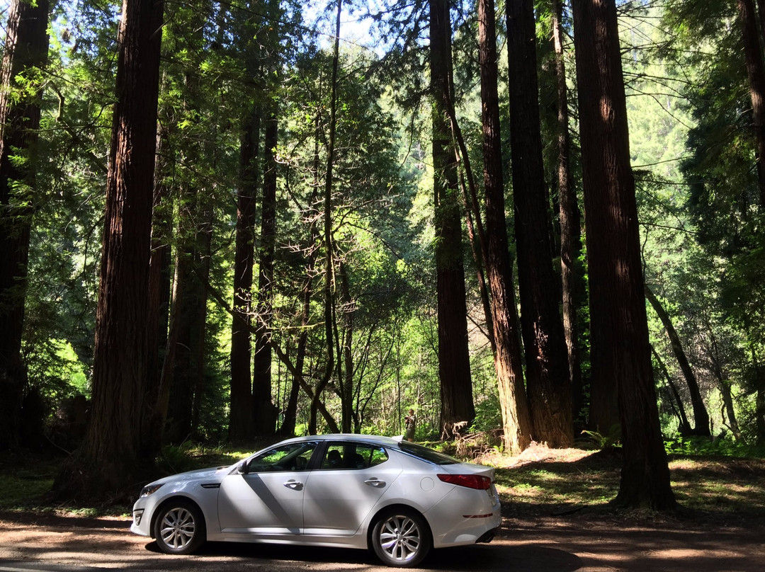 Navarro River Redwoods State Park景点图片