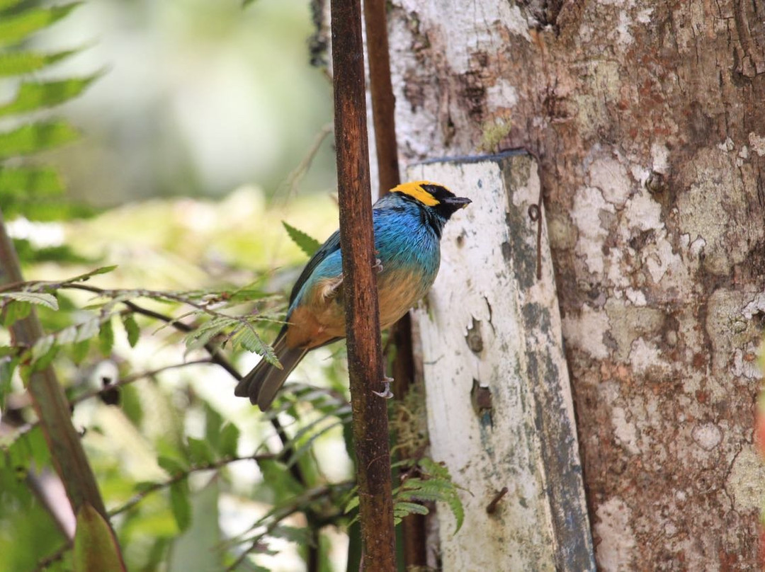 Lomazul - Finca de Avistamiento de Aves景点图片