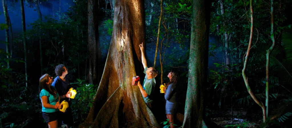 Jungle Adventures Night Walk-Cape Tribulation必去景点