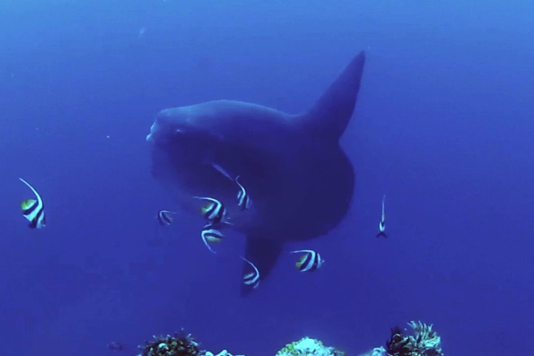 Livingseas Bali-登巴萨必去景点