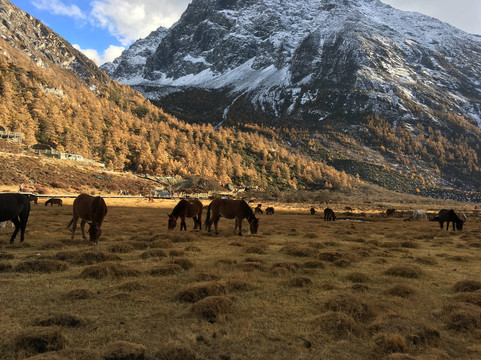 SichuanFun-成都必去景点