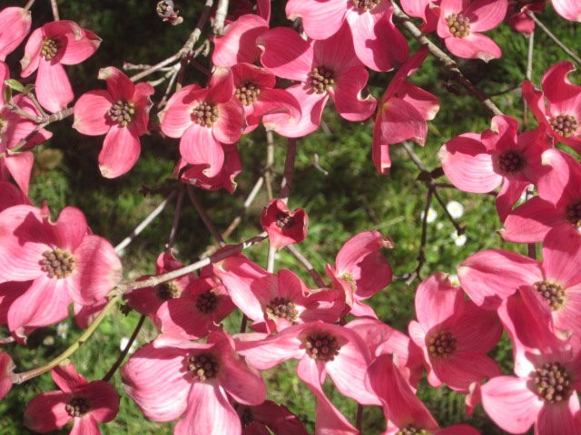 Duneira Estate-马其顿必去景点