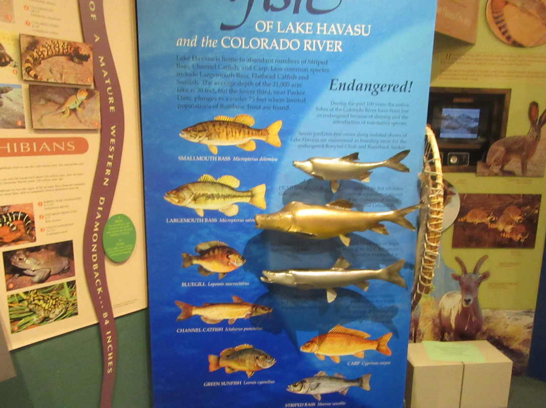 Lake Havasu Museum of History-哈瓦苏湖城必去景点