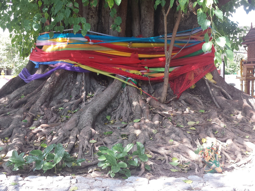 Si Maha Pho Tree景点图片
