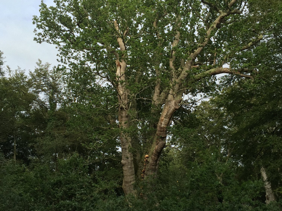 Knightwood Oak Tree景点图片