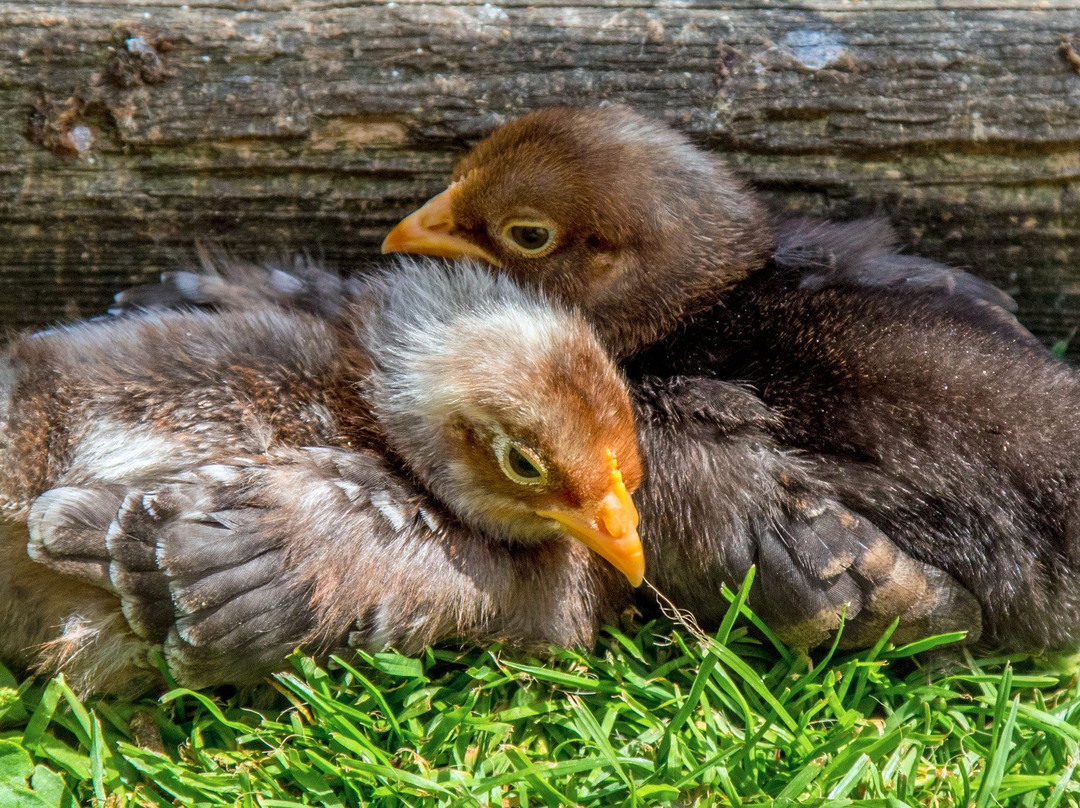 New Mills Farm Park-朗塞斯顿必去景点