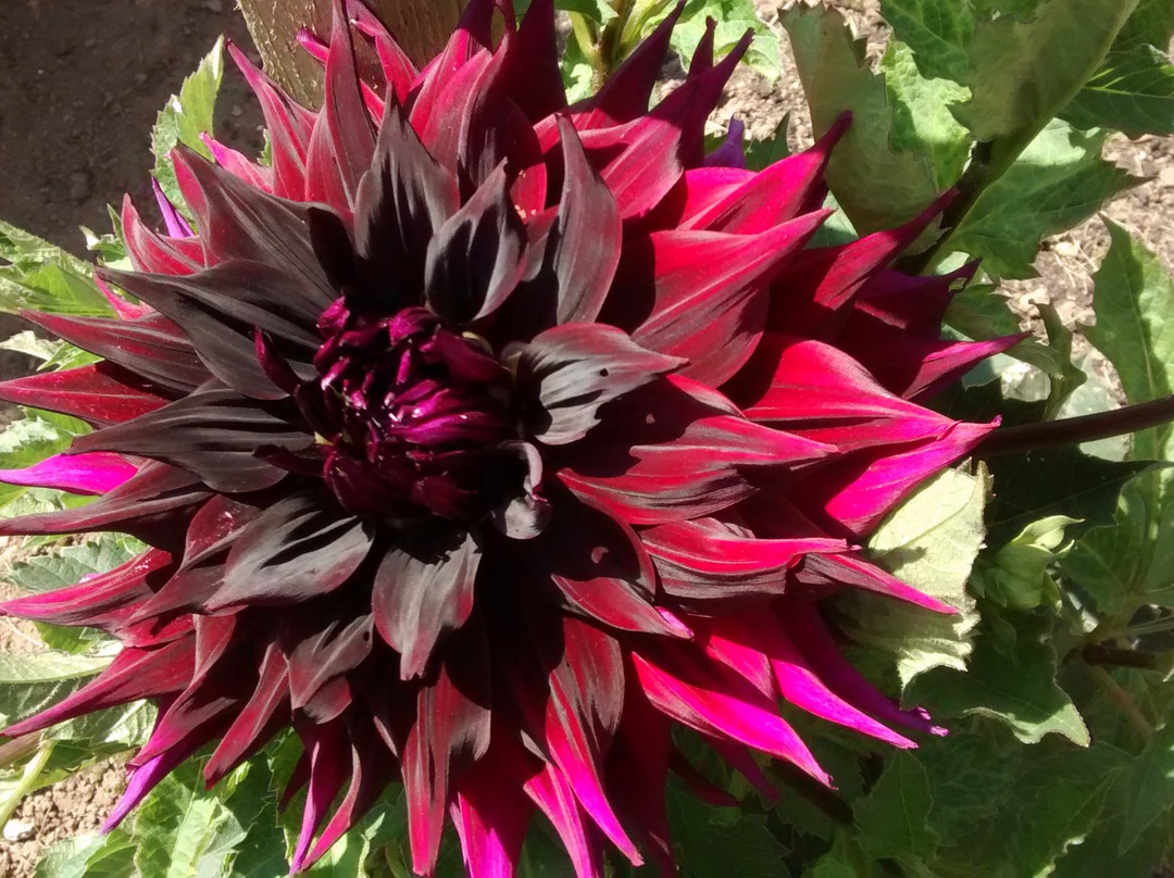 National Dahlia Collection-彭赞斯必去景点