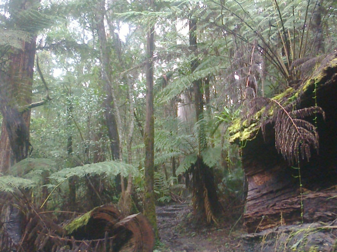 Cora Lynn Cascades Walk-洛恩必去景点