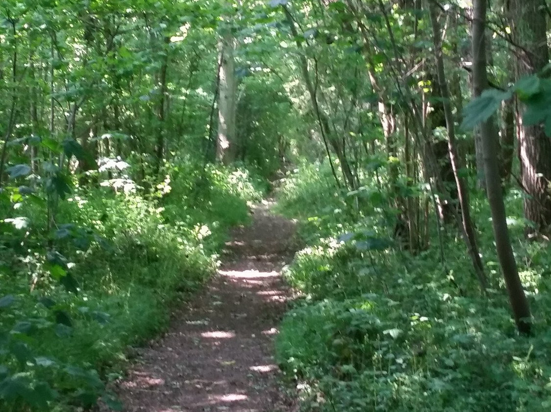 Curtis Wood Park景点图片