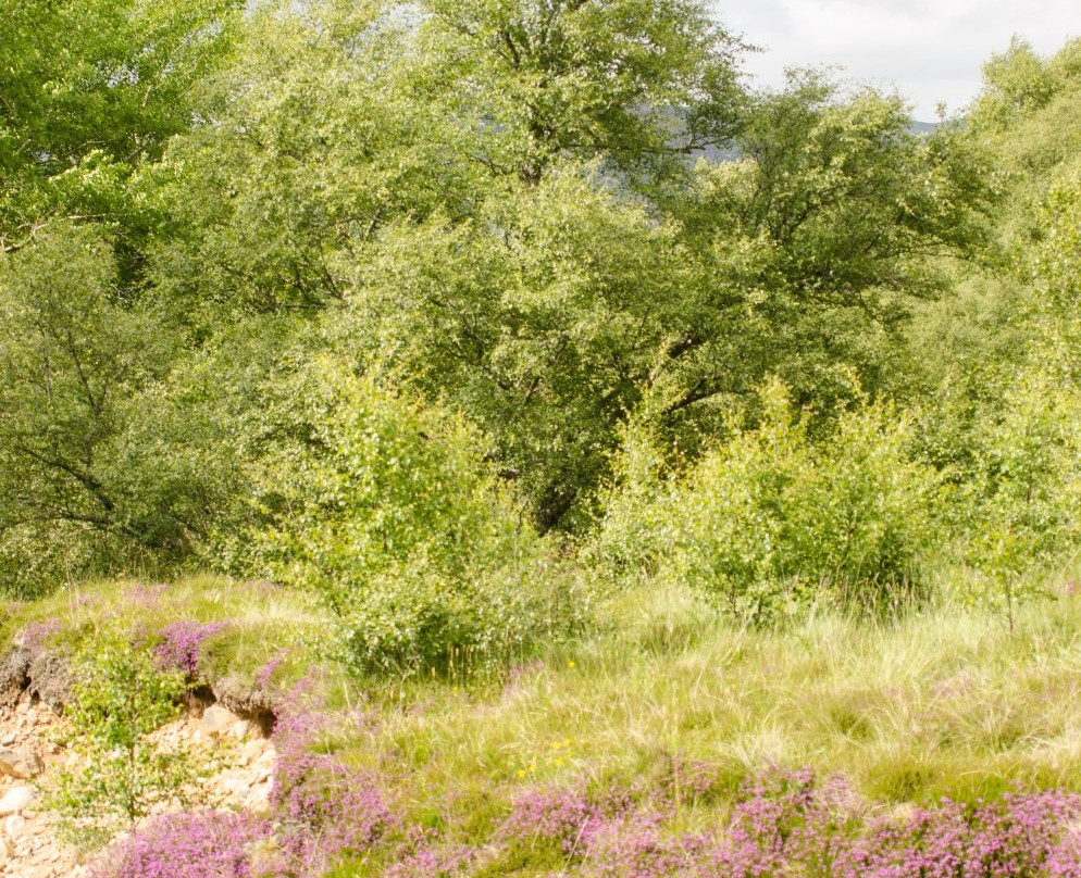 RSPB - Insh Marshes景点图片