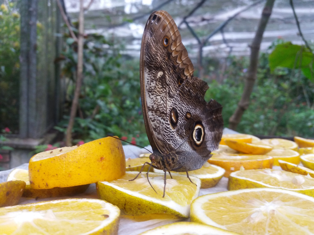 Jardin Botanico Universidad Tecnologica de Pereira-佩雷拉必去景点