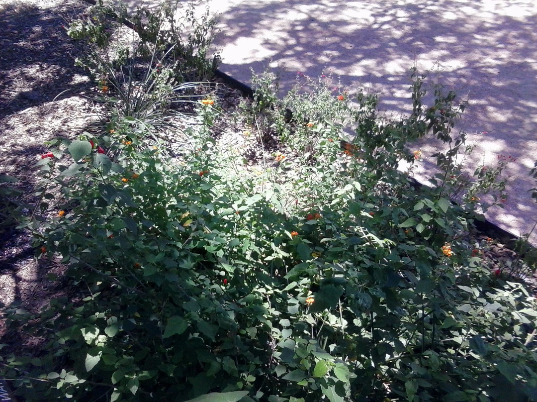 Phil Hardberger Park-圣安东尼奥市必去景点