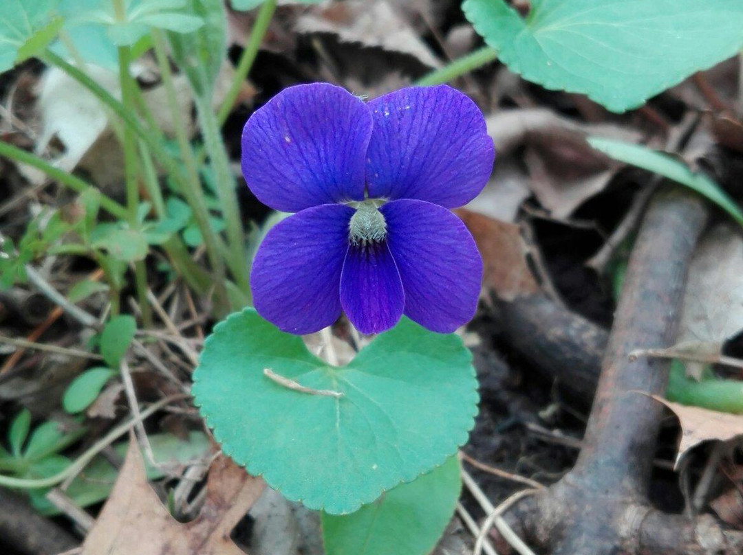 Rice Lake State Park-Owatonna必去景点