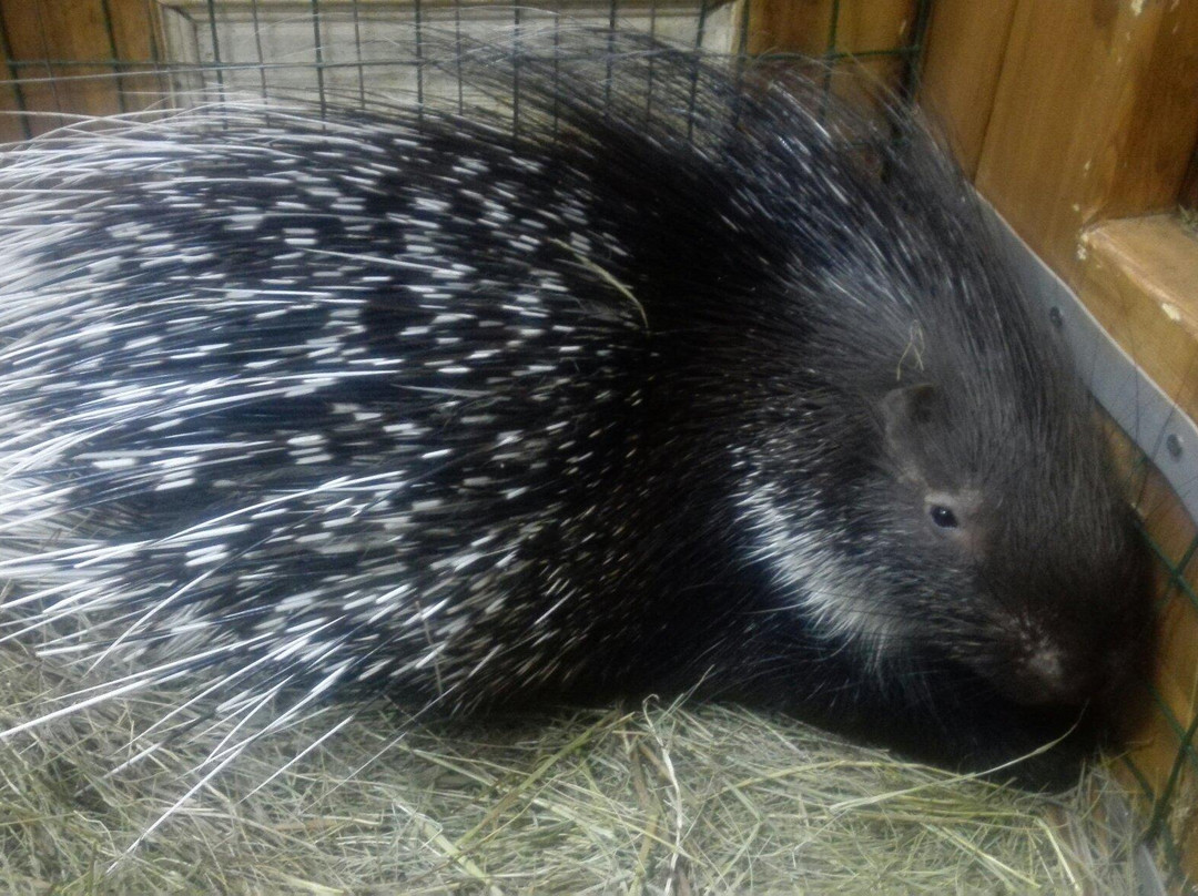 Touching Zoo A Pogladit Mozhno?-莫斯科必去景点