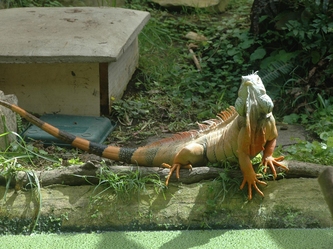 Reptile Park景点图片