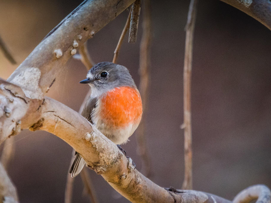 Brisbane Ranges National Park-维多利亚必去景点