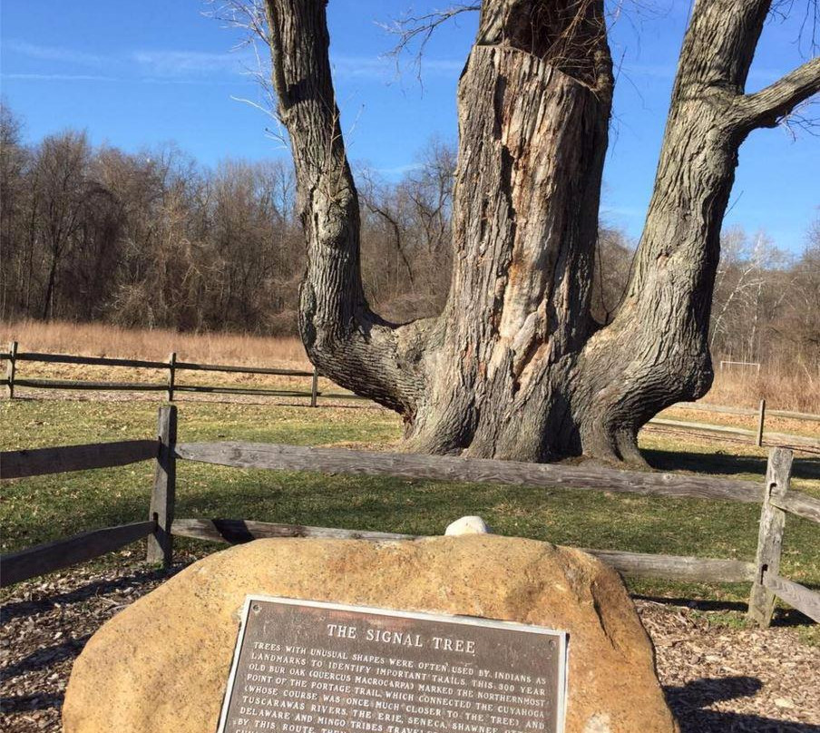 Indian Signal Tree-阿克伦必去景点
