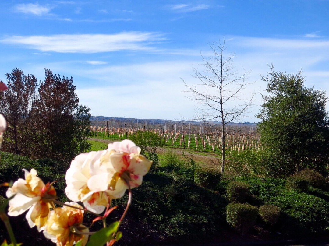 Cambria Estate Winery-圣玛丽亚必去景点