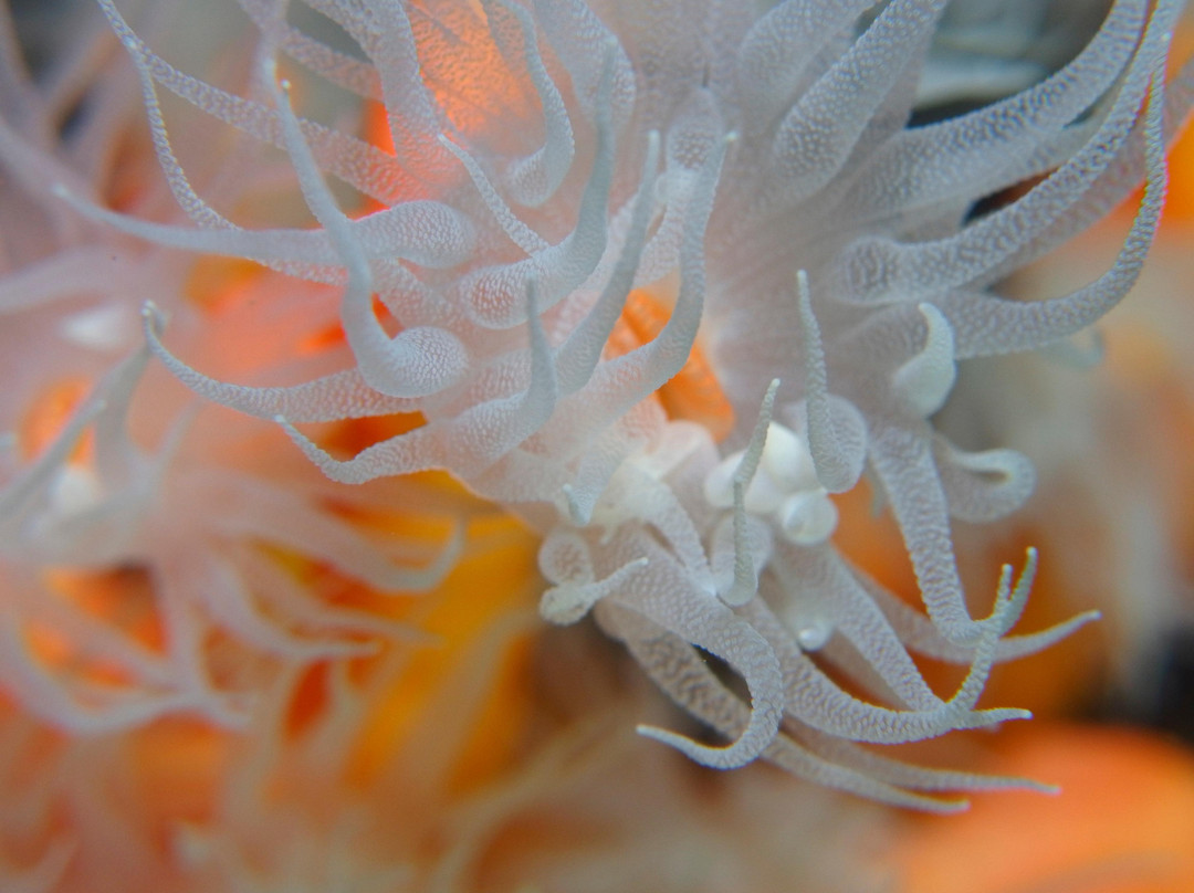 Native Diving Puerto del Carmen-卡门港必去景点