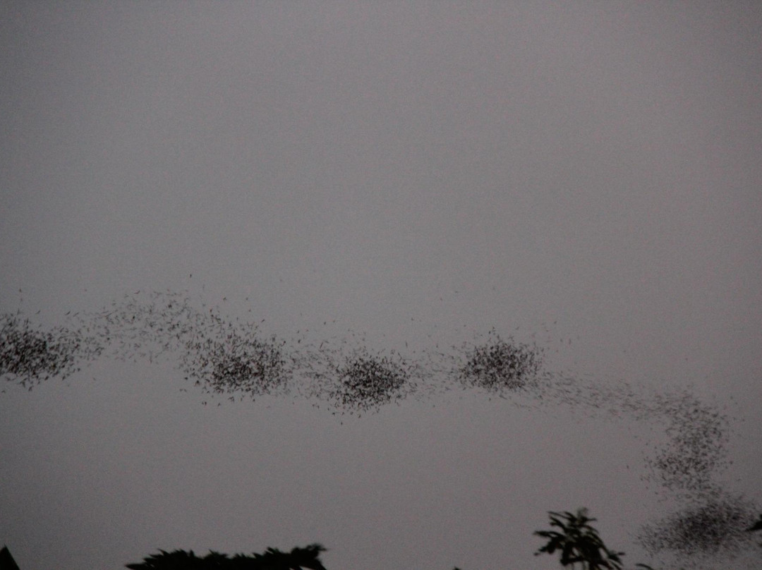 Phu Pha Man Bats Cave景点图片