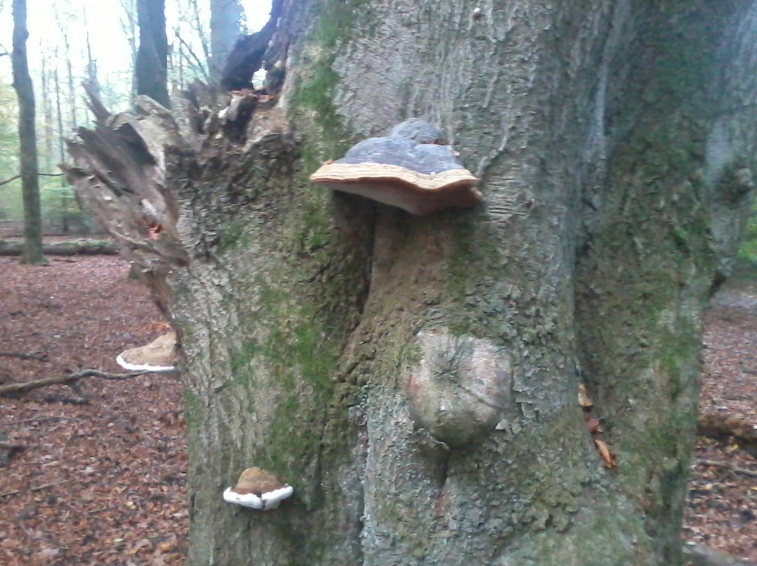 Nieuw-Milligen旅游攻略图片