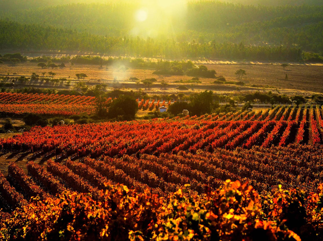 Vina  Los Vascos-圣克鲁斯必去景点