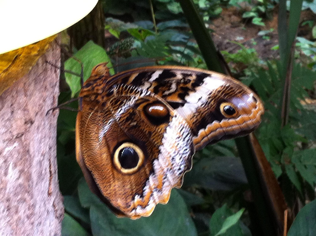 Haus der Schmetterlinge - Alaris Schmetterlingspark-Uslar必去景点