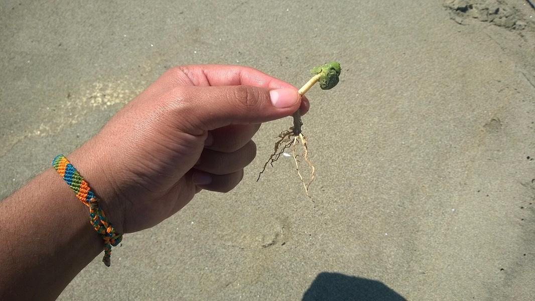 La Isla Hueso de Ballena-Tumbes必去景点