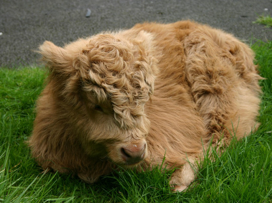 Kirkjubour Cathedral-Kirkjubour必去景点