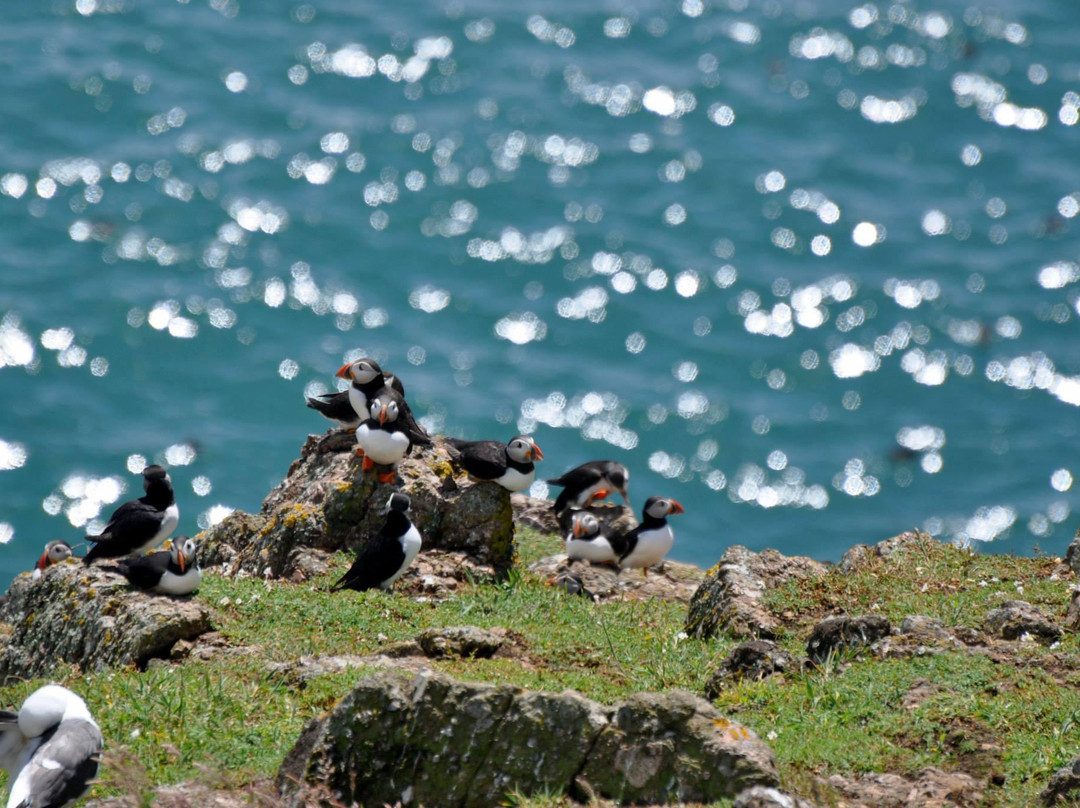Pembrokeshire Islands Boat Trips-Skomer Island必去景点