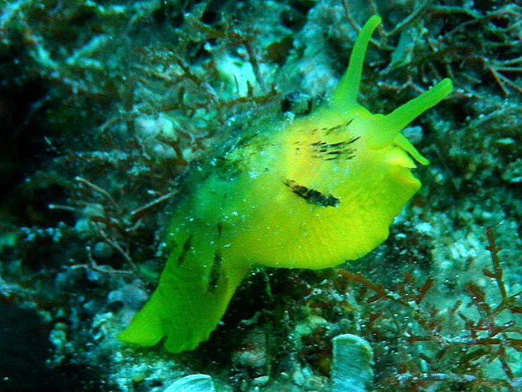 Diving Rabac-拉巴克必去景点