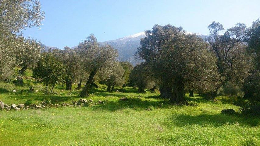 Vizari旅游攻略图片