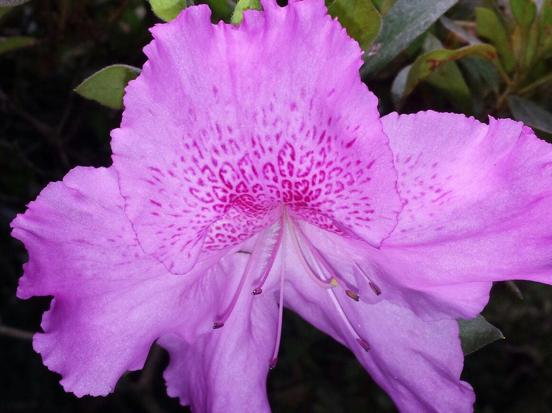 E G Waterhouse National Camellia Gardens-萨瑟兰郡必去景点