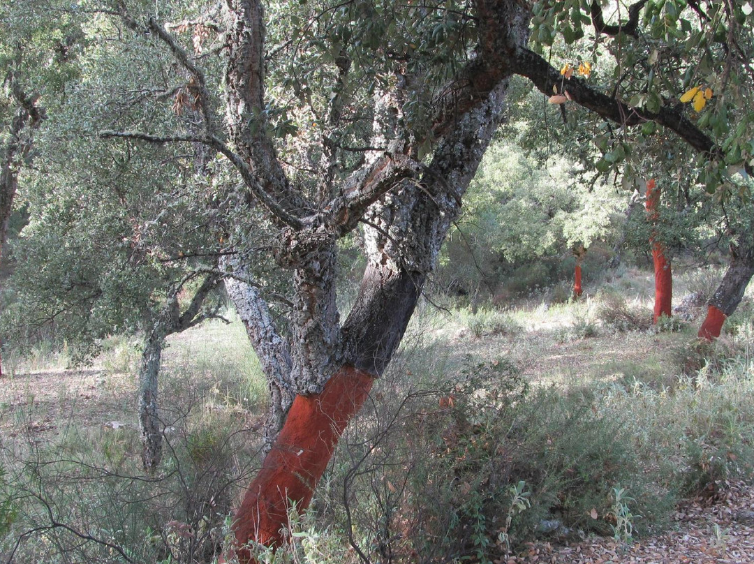 Rondabout-塞维利亚必去景点
