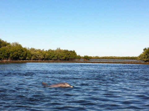Calypso Kayaking Daytona-新士麦那海滩必去景点