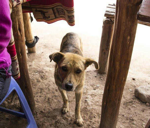 Museo de Sitio Wari-Ayacucho必去景点